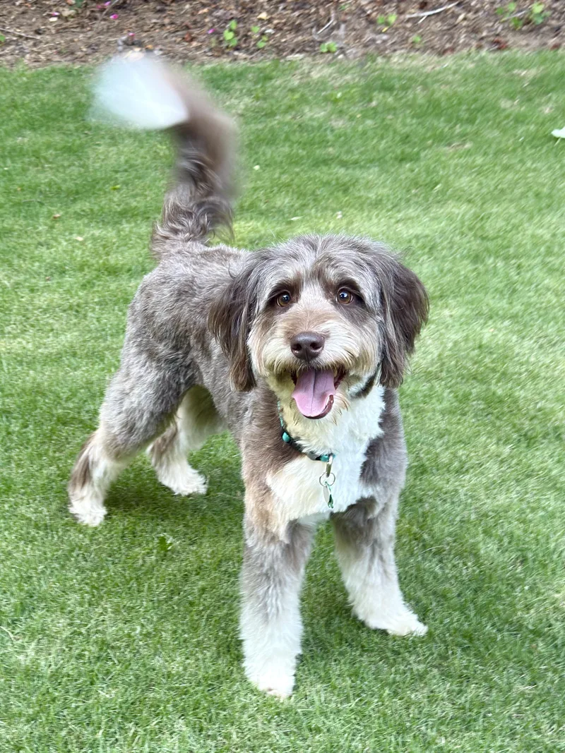 A young medium-sized female Sable Aussiedoodle dog named Luna for adoption in Alpharetta, GA