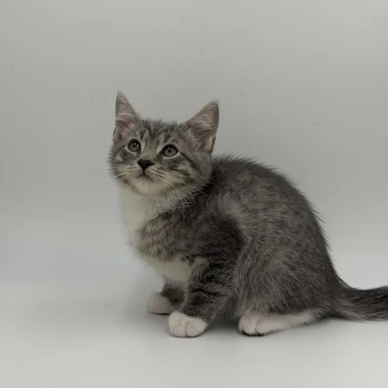 A baby medium-sized male Domestic Short Hair cat named Kappa for adoption in State College, PA