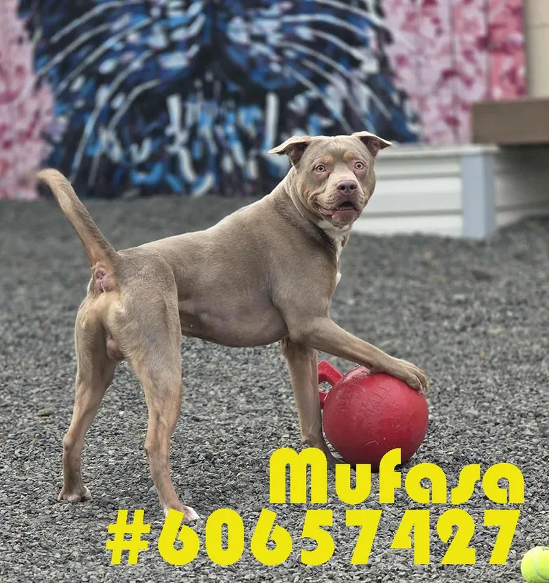 An adult large-sized male Brown / Chocolate American Staffordshire Terrier dog named Mufasa for adoption in Wilkes Barre, PA