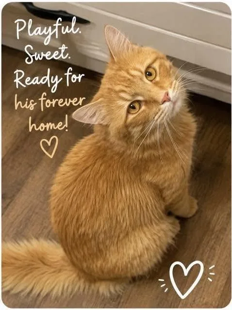 A young medium-sized male Domestic Medium Hair cat named Murphy for adoption in Keller, TX
