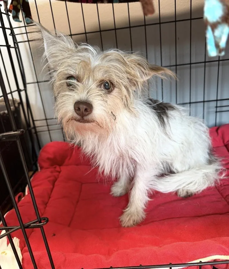 An adult small-sized female Yorkshire Terrier dog named Bing for adoption in Bartlesville, OK