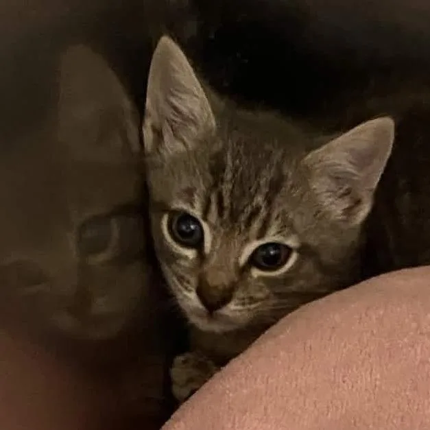 A baby small-sized male Gray / Blue / Silver Domestic Short Hair cat named Mascot for adoption in Gloucester, VA