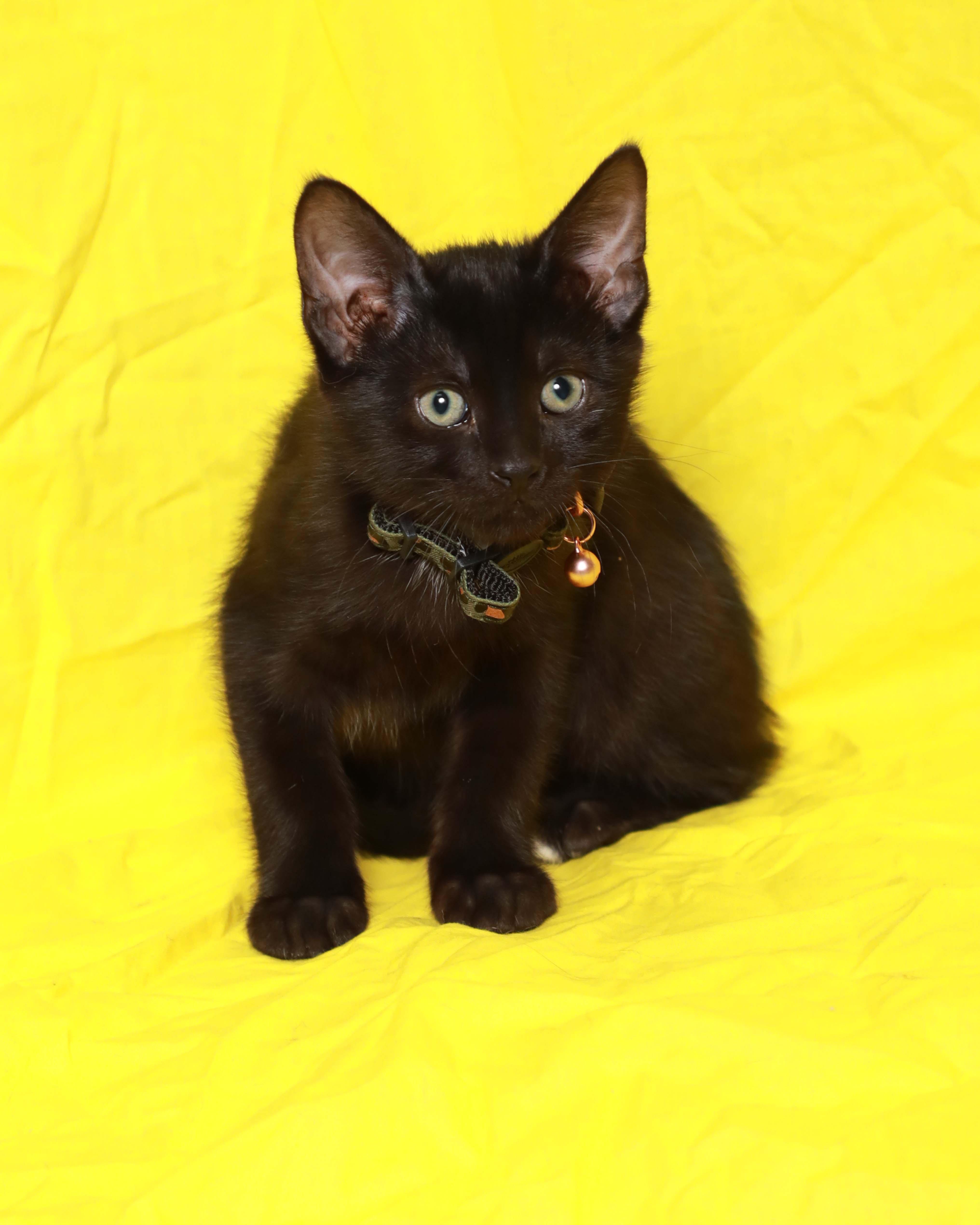 A baby medium-sized male Black Domestic Short Hair cat named Sparrow for adoption in Rock Falls, IL