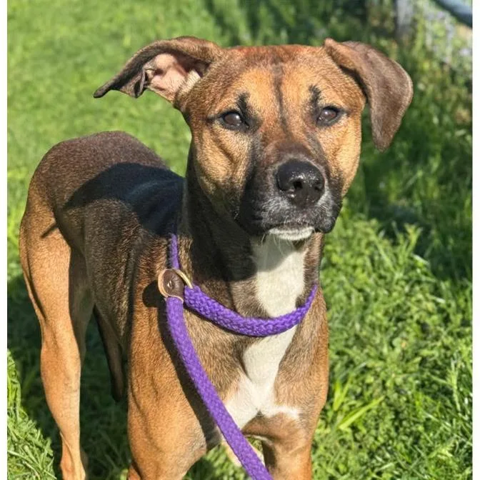 A young large-sized female Brown / Chocolate Mixed Breed dog named Camilla for adoption in Owosso, MI