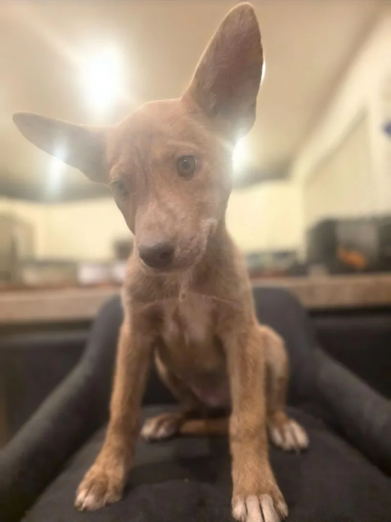 A baby medium-sized female Golden Shepherd dog named Flower for adoption in Sandia Park, NM