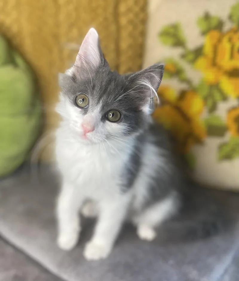A baby small-sized male Gray / Blue / Silver Domestic Medium Hair cat named Cricket for adoption in Cookeville, TN