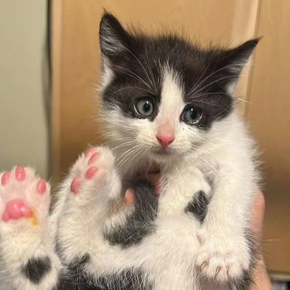 A baby small-sized female White Domestic Short Hair cat named Spike for adoption in Winchester, VA