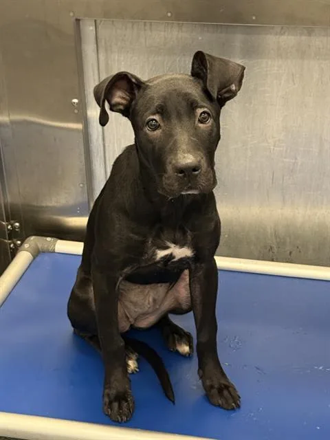 A baby large-sized female Mixed Breed dog named Spam for adoption in Dallas, TX