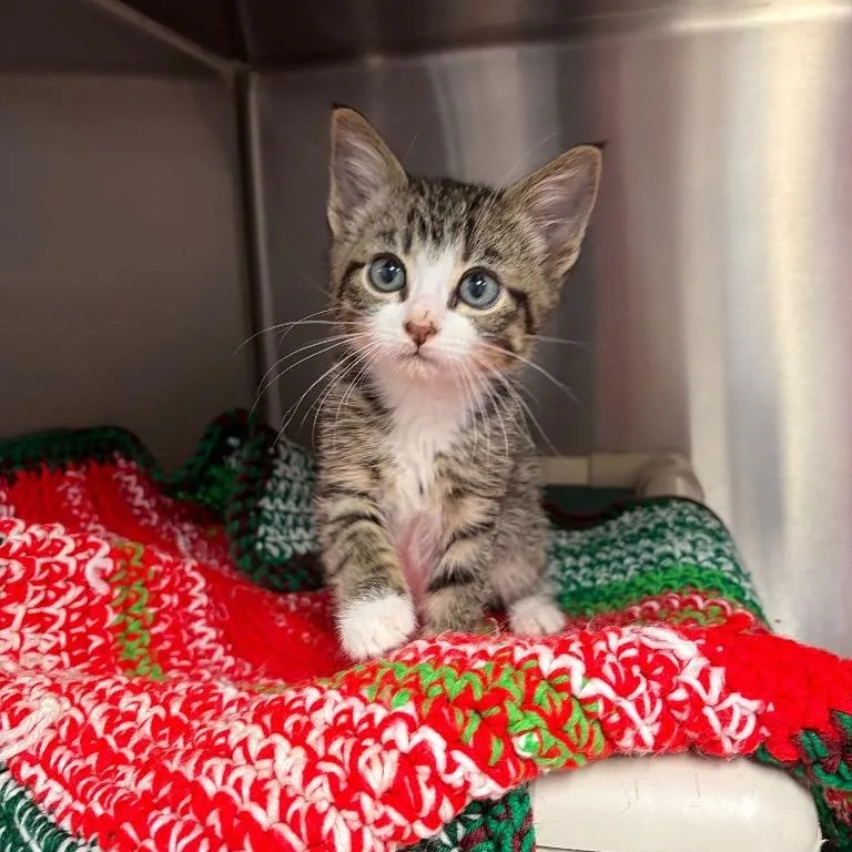A young medium-sized male White Domestic Short Hair cat named Rain for adoption in Nevada, MO