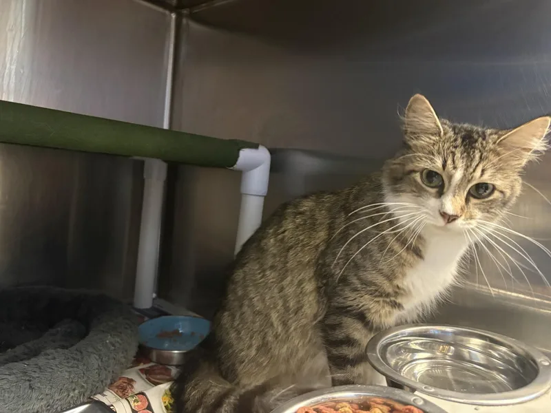 An adult medium-sized female Domestic Short Hair cat named "Petunia" for adoption in Leavenworth, KS