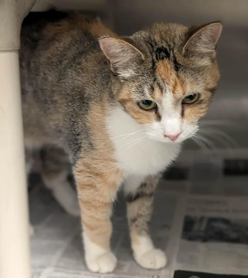 An adult large-sized female Dilute Tortoiseshell Domestic Short Hair cat named Cakey for adoption in Springfield, IL