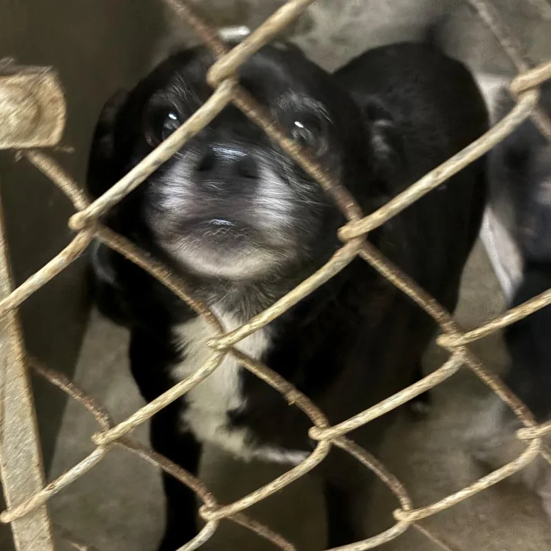 A senior small-sized male Chihuahua dog named Pugsley for adoption in Chehalis, WA