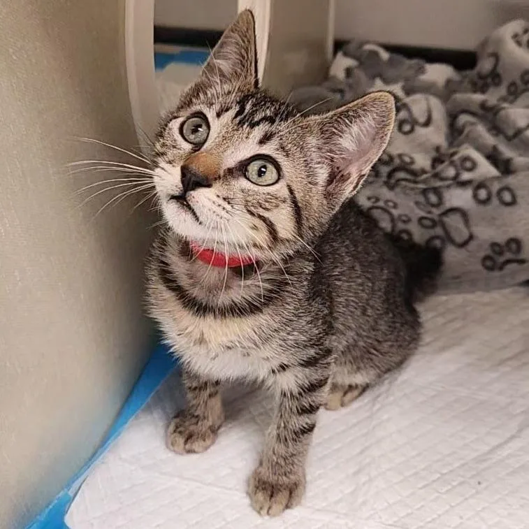 A baby small-sized male Brown / Chocolate Domestic Short Hair cat named Gazpacho for adoption in Sunnyvale, CA