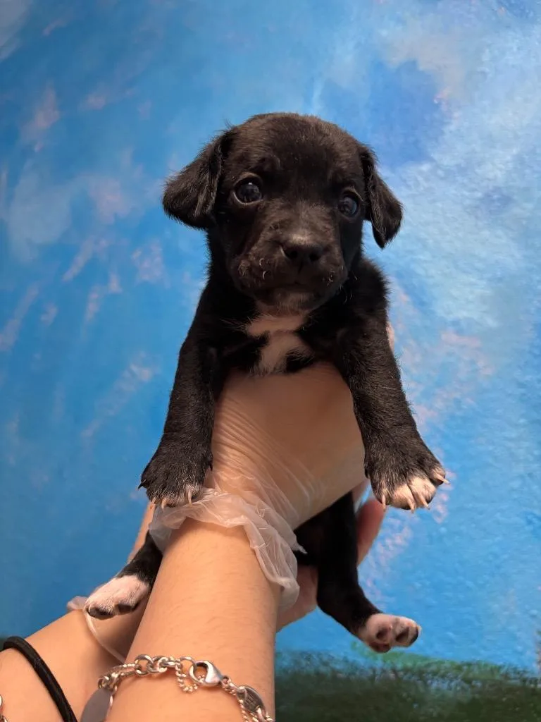 A baby small-sized female Chihuahua dog named Tayberry for adoption in New Braunfels, TX