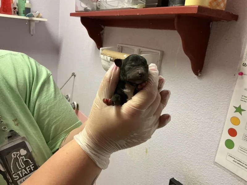 Tayberry thumbnail 2