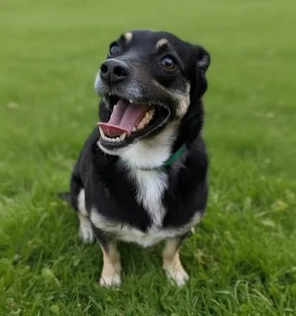 An adult medium-sized male Chihuahua dog named Paco for adoption in Phoenix, AZ