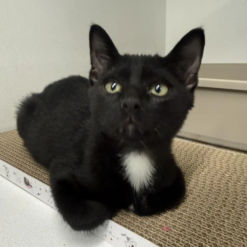 A baby small-sized male Black Domestic Short Hair cat named Plato for adoption in Colorado Springs, CO