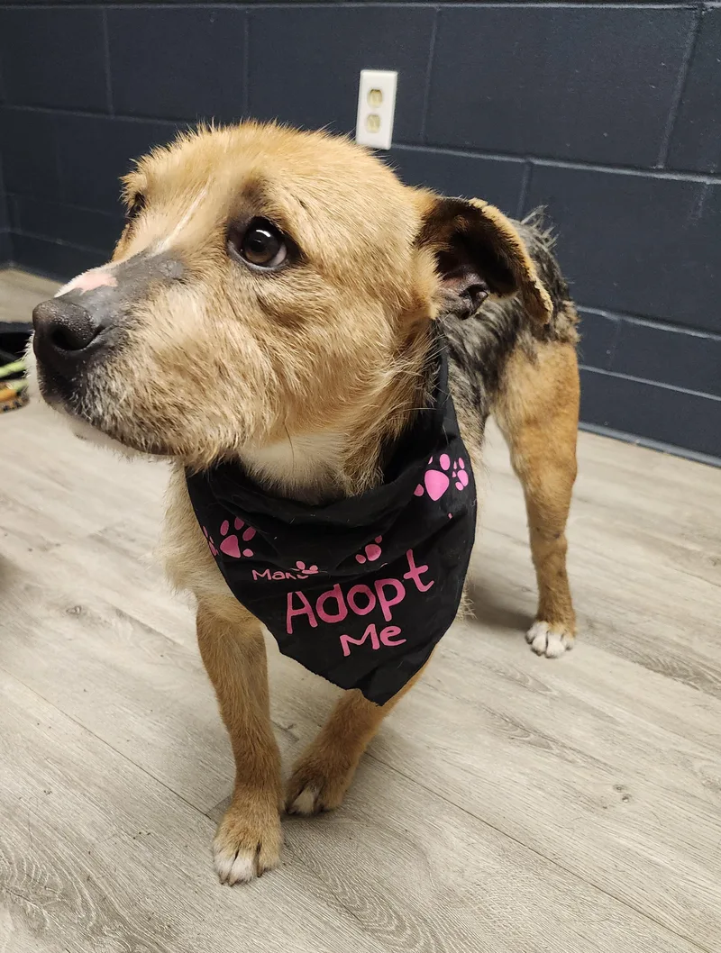 A young medium-sized male Tricolor (Brown, Black, & White) Terrier dog named Lord Not Today for adoption in Mansfield, OH