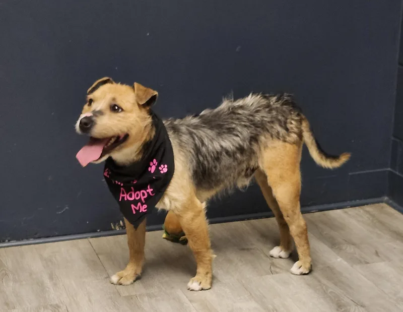 Lord Not Today thumbnail 2