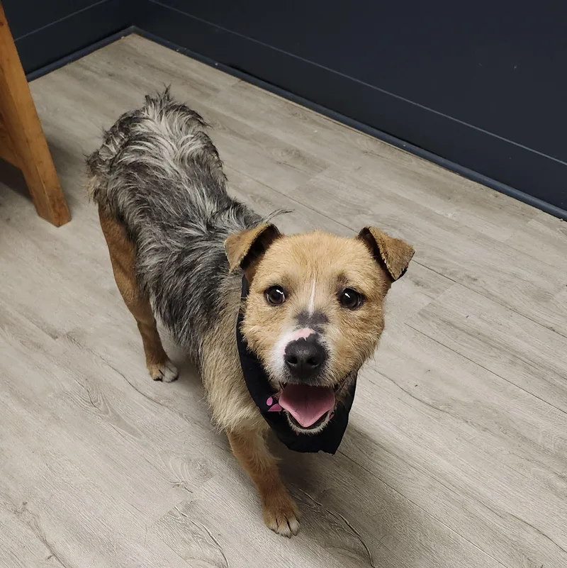 Lord Not Today thumbnail 3