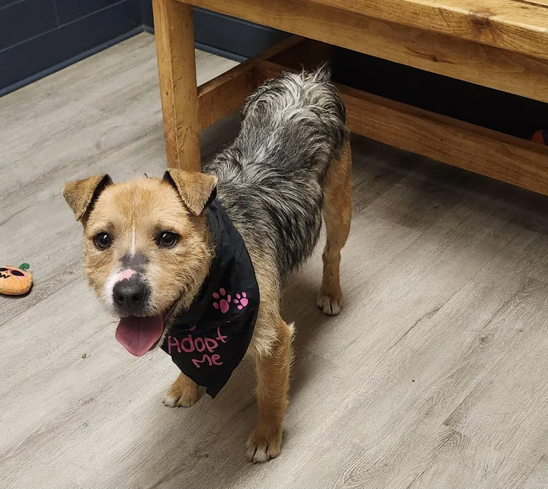 Lord Not Today thumbnail 4