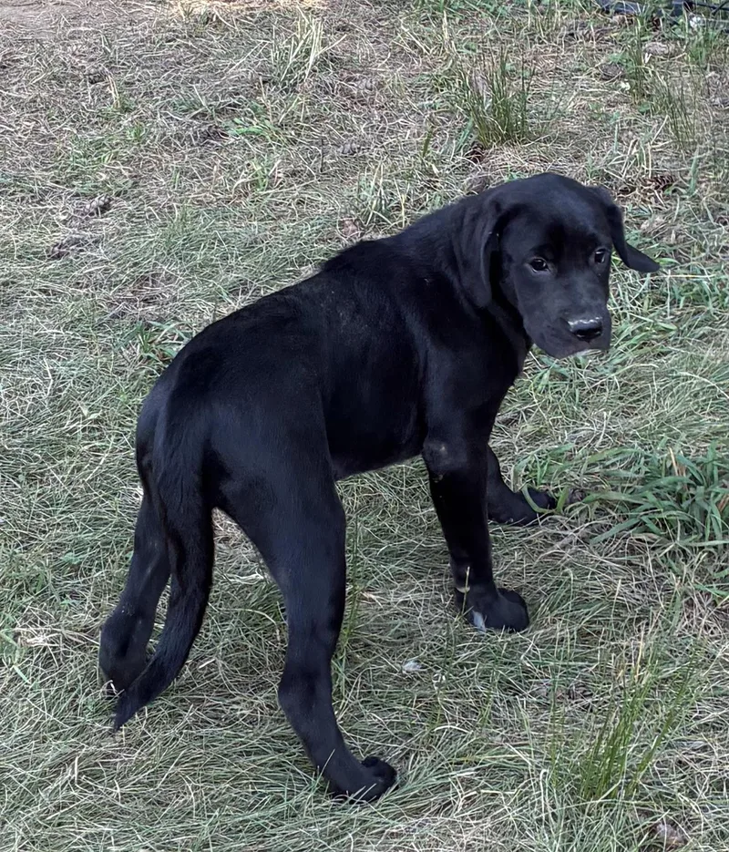 A baby medium-sized female Labrador Retriever dog named Firecracker for adoption in Havertown, PA