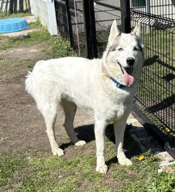An adult large-sized male Siberian Husky dog named Atlas for adoption in Virginia Beach, VA