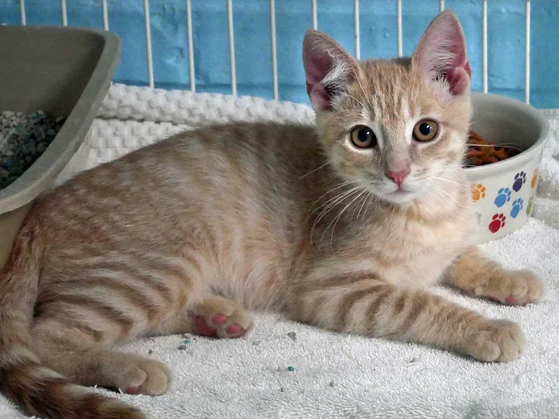 A baby small-sized male Domestic Short Hair cat named Tyler for adoption in Bloomingdale, NJ
