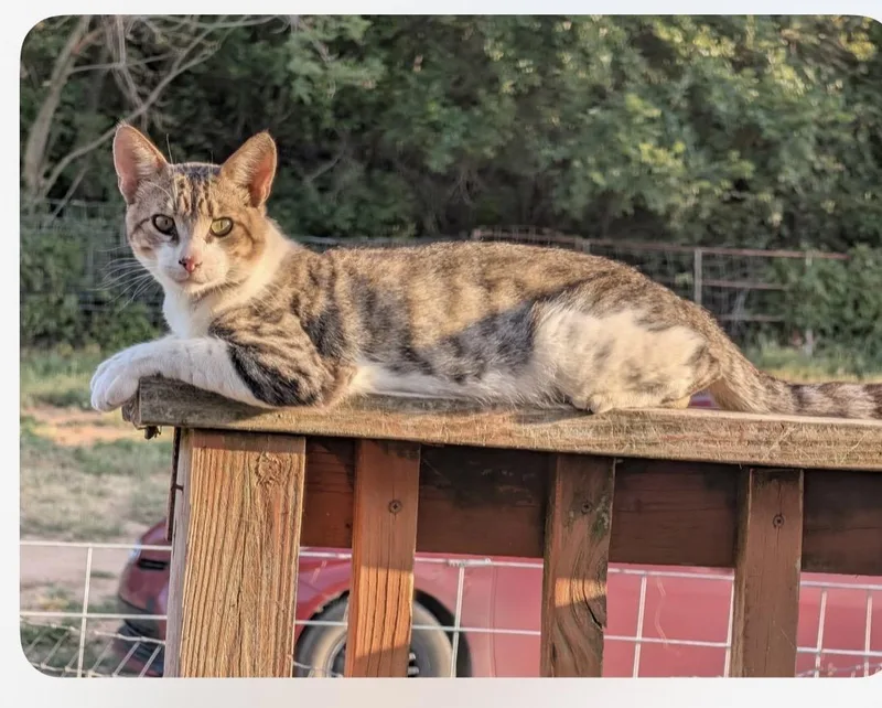 An adult large-sized male Tabby (Brown / Chocolate) Domestic Short Hair cat named Spud for adoption in Watonga, OK