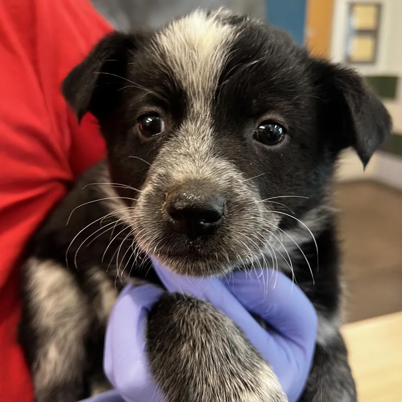 A baby small-sized male Gray / Blue / Silver Australian Cattle Dog / Blue Heeler dog named Sly Cooper for adoption in Chattanooga, TN