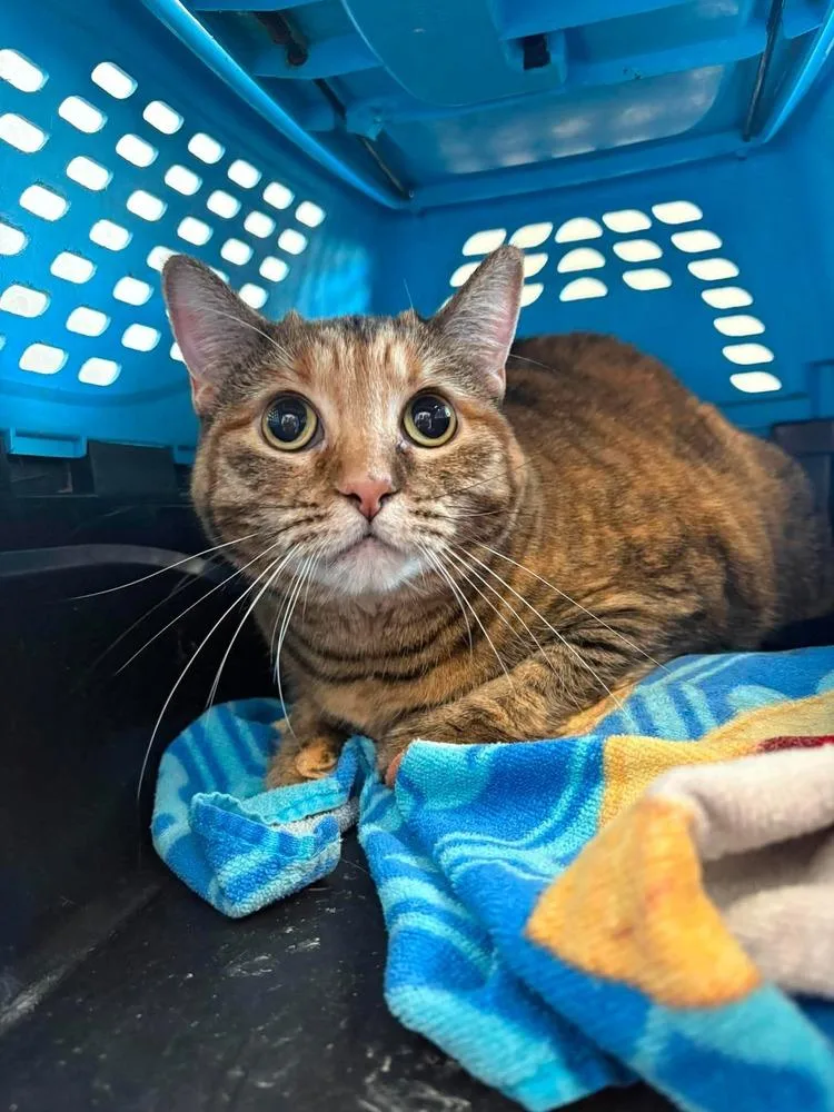 An adult medium-sized female Domestic Short Hair cat named Autumn for adoption in Bolivar, MO