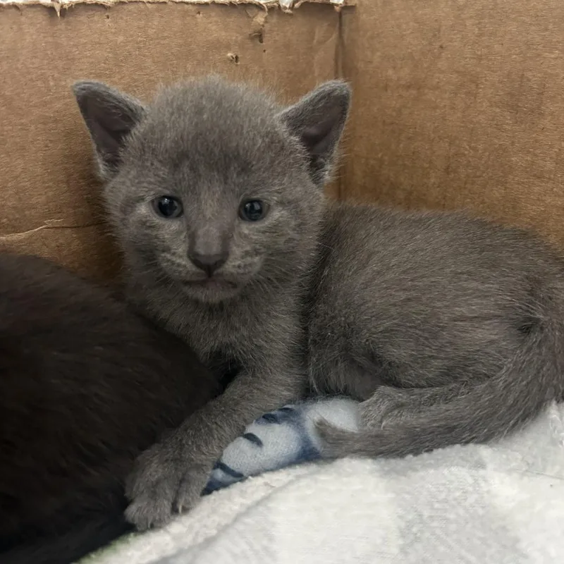 A baby small-sized male Gray / Blue / Silver Domestic Short Hair cat named Sprout for adoption in St. Louis, MO