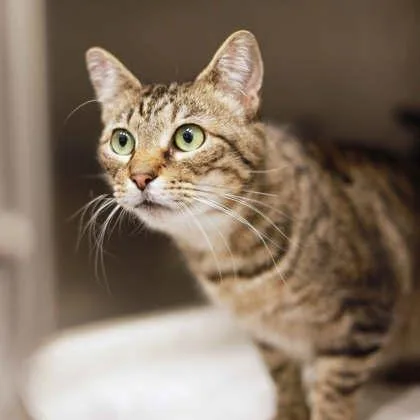 An adult small-sized female Gray / Blue / Silver Domestic Medium Hair cat named Krissy for adoption in Atlanta, GA