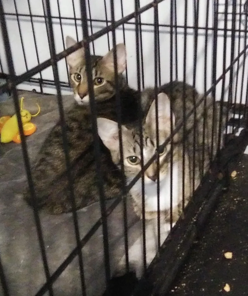 A baby medium-sized female Tabby (Buff / Tan / Fawn) Domestic Short Hair cat named Henrietta for adoption in Port Wentworth, GA