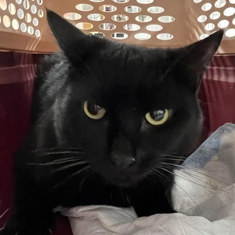 An adult medium-sized female Domestic Short Hair cat named Baghera for adoption in New York, NY