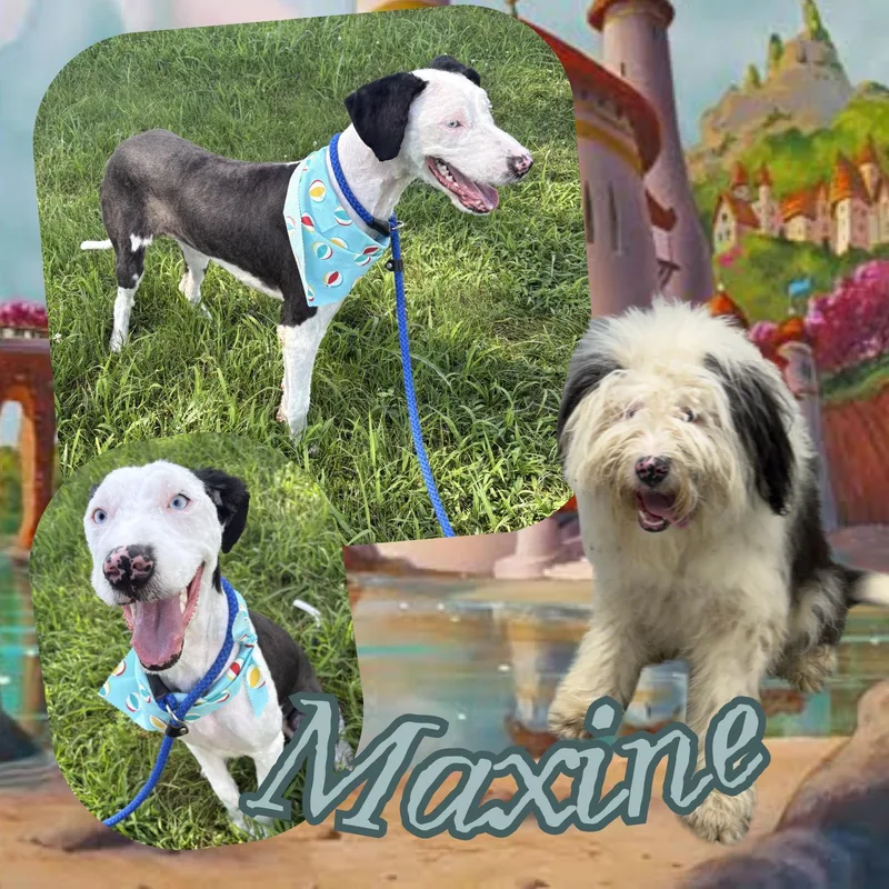 Maxine thumbnail 2