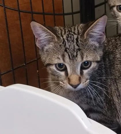 A baby medium-sized male Domestic Short Hair cat named Riot for adoption in West Memphis, AR