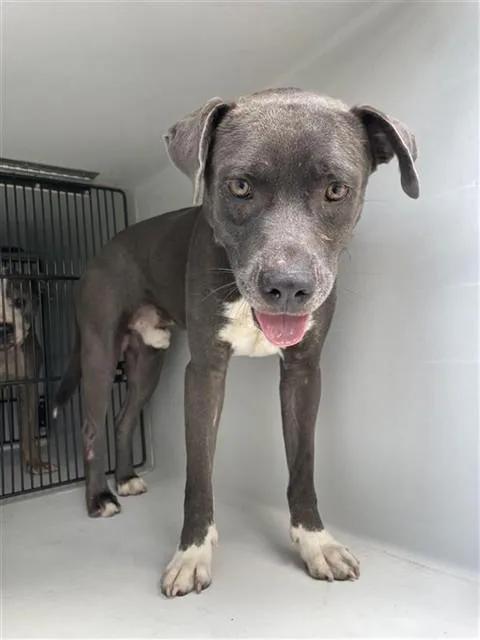 An adult medium-sized male Pit Bull Terrier dog named Apollo for adoption in Houston, TX