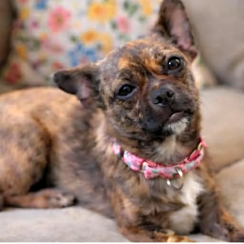 A young small-sized female Brindle Pug dog named Molly for adoption in Evansville, WI