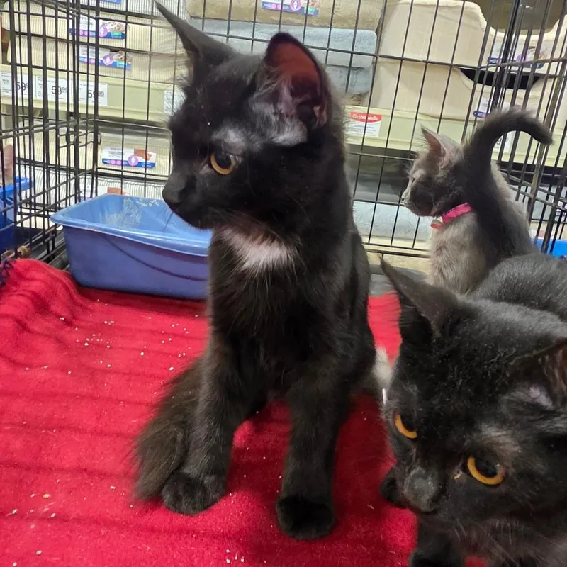 A baby small-sized male Black Domestic Long Hair cat named Deflated Beachball for adoption in Melrose, FL