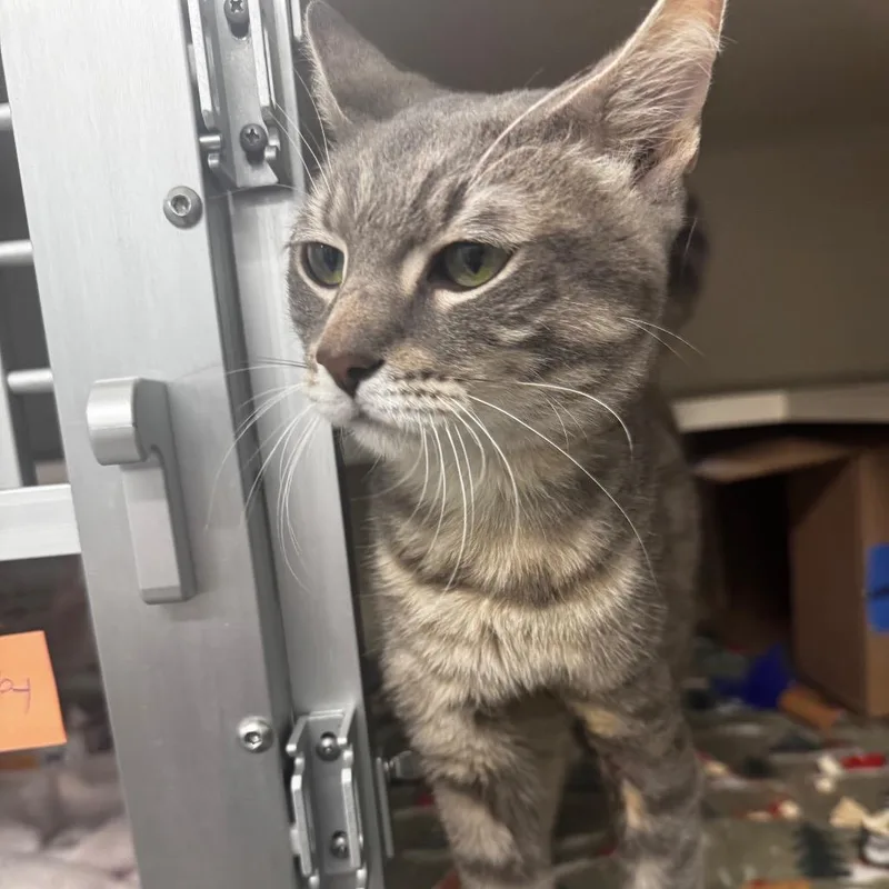 An adult medium-sized male Gray / Blue / Silver Domestic Short Hair cat named Scooby for adoption in Wheeling, IL