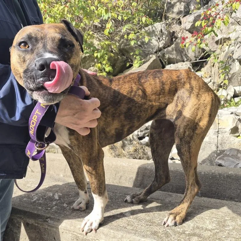 An adult medium-sized female Brown / Chocolate Pit Bull Terrier dog named Katy for adoption in Columbia, MO