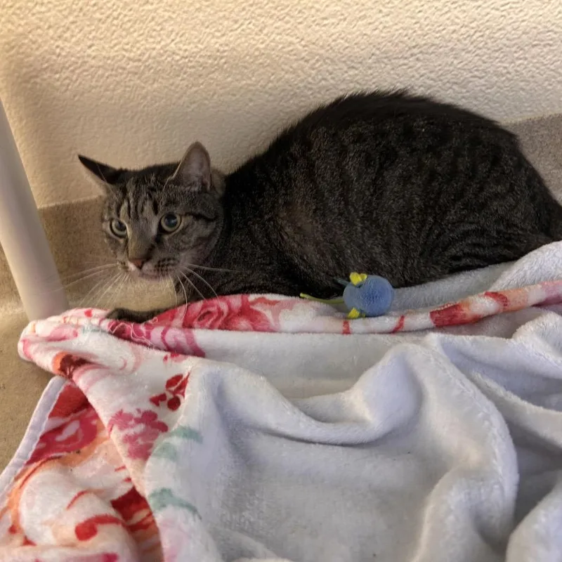 An adult medium-sized female Domestic Short Hair cat named Pipsqueak for adoption in Birdsboro, PA