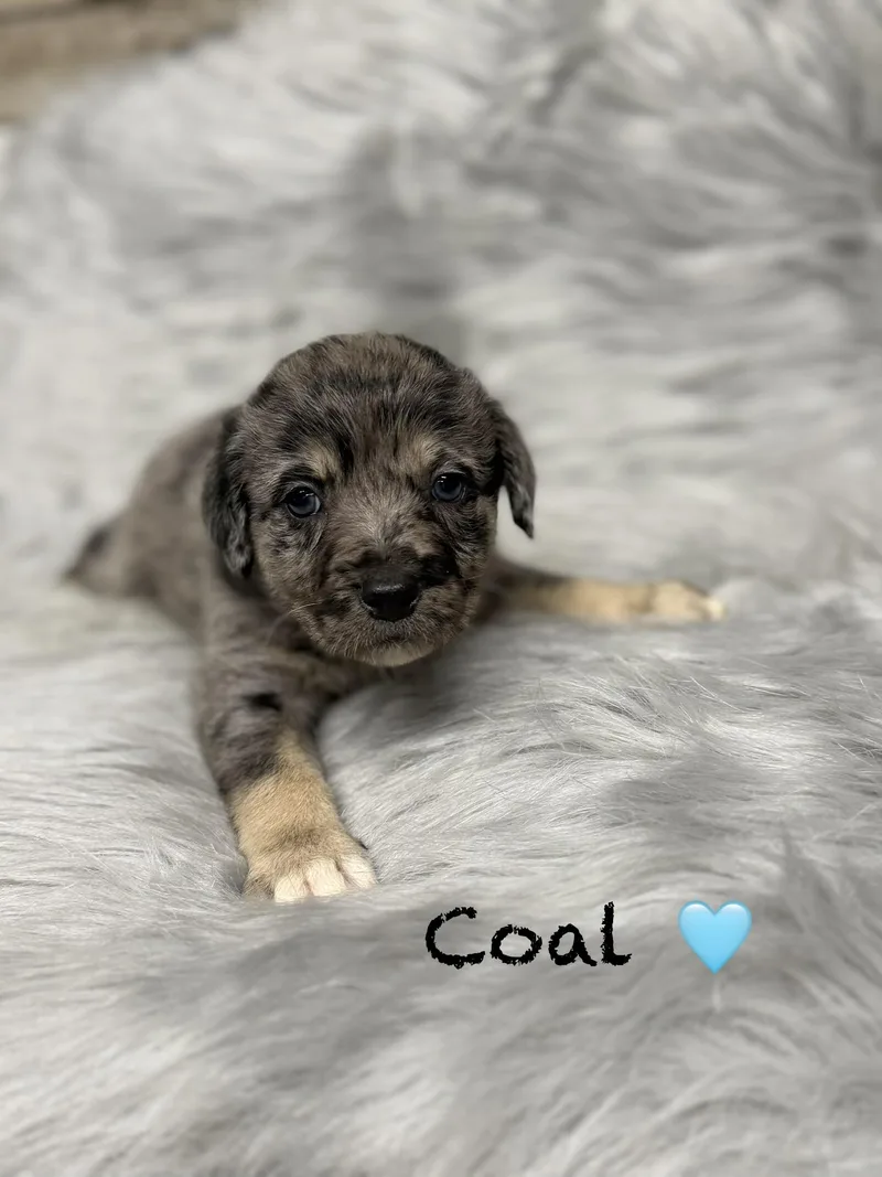 Coal