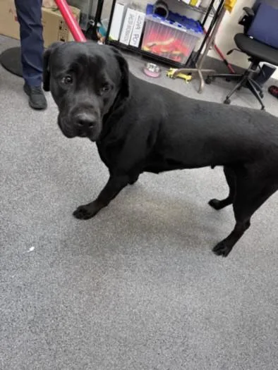 An adult large-sized female Labrador Retriever dog named Bagheera for adoption in Los Angeles, CA