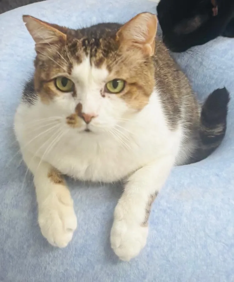 An adult medium-sized male Domestic Short Hair cat named Baltic for adoption in Peoria, AZ