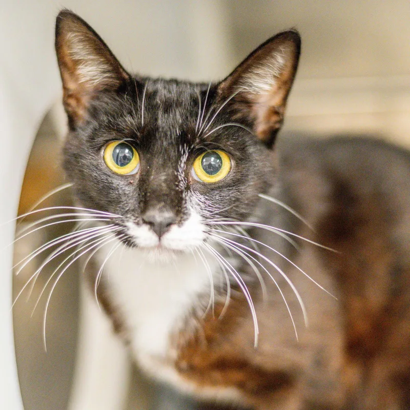 A young medium-sized male Black & White / Tuxedo Domestic Short Hair cat named Valentino Suave for adoption in Hilton Head Island, SC