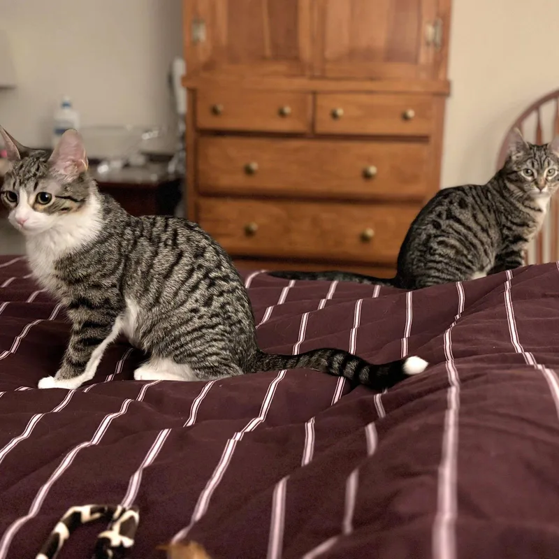 Patricia & Roseanna Arcat thumbnail 3