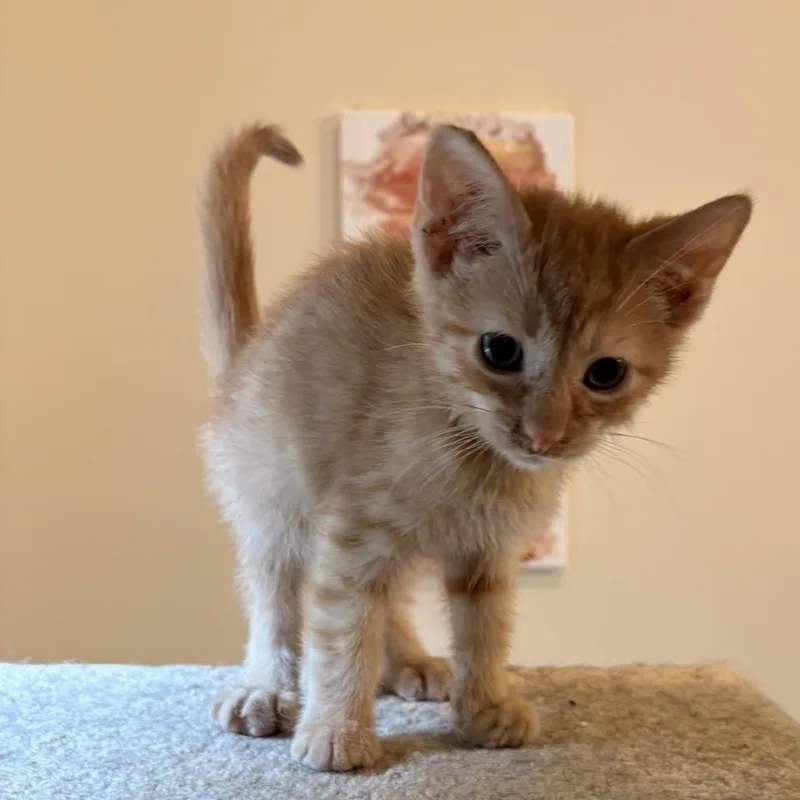Cheeto thumbnail 2