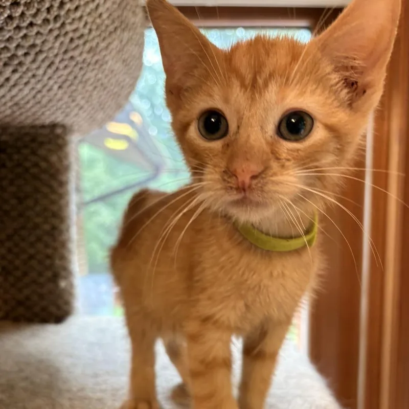Cheeto thumbnail 3